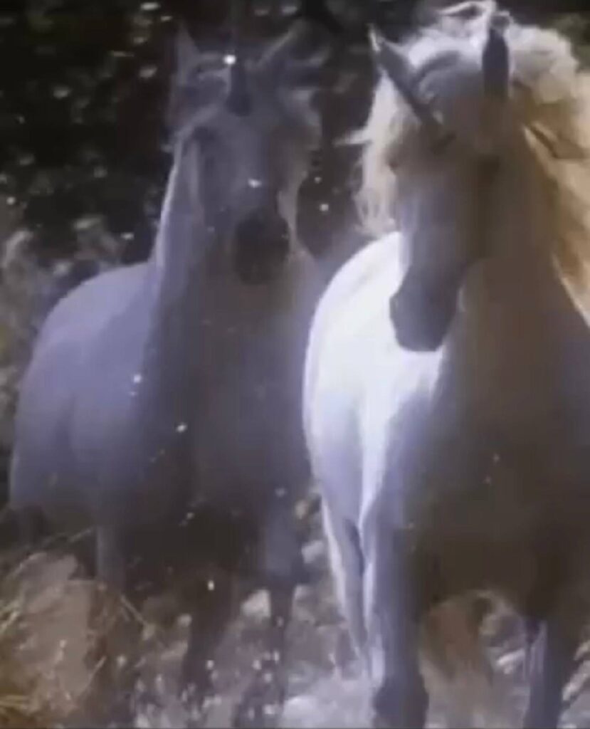 photo 5945265568925994982 y