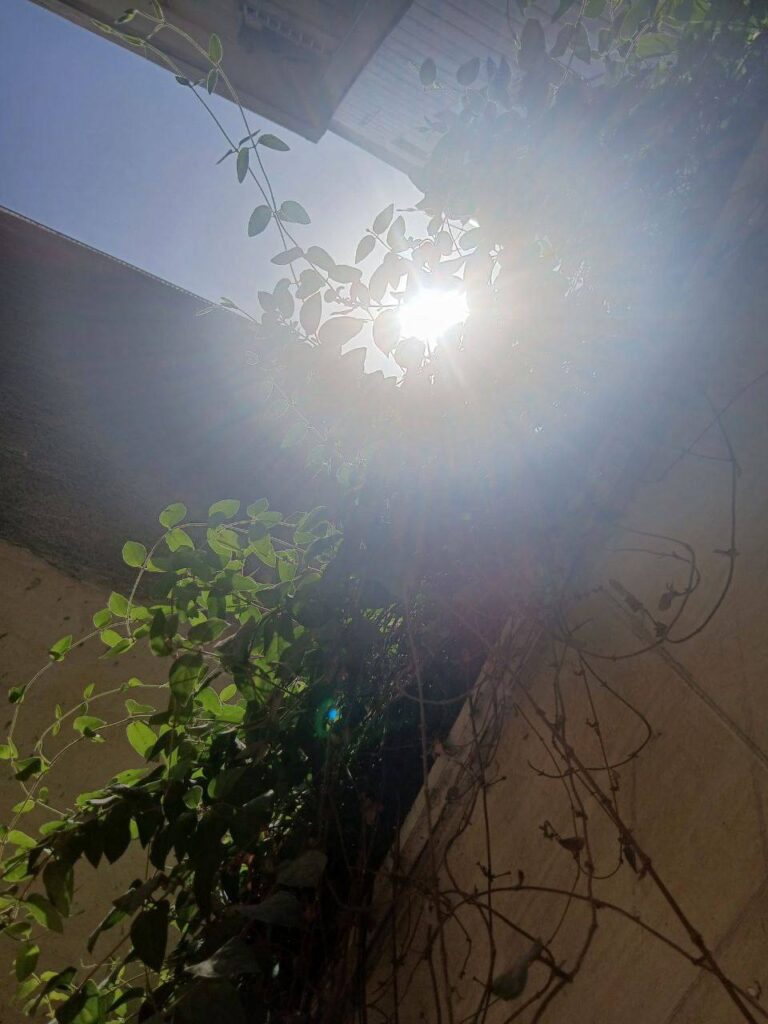 نمادهامون در رامونکا photo 6010571796497156524 y